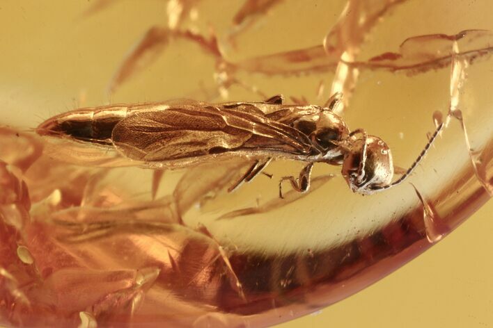 Fossil Wasp (Scolebythidae) In Baltic Amber #270626